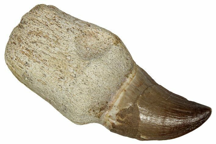 Fossil Rooted Mosasaur Tooth - Morocco #336341